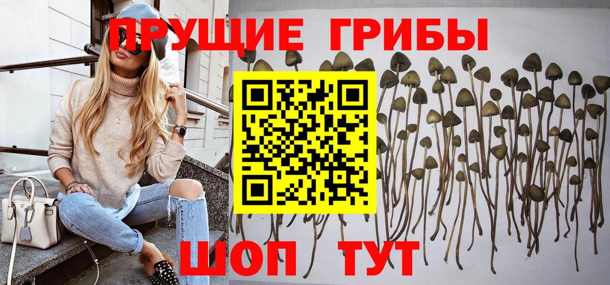 Псилоцибиновые грибы прущие грибы  Вход с VPN  Малгобек  купить закладку  Галлюциногенные грибы мицелий 